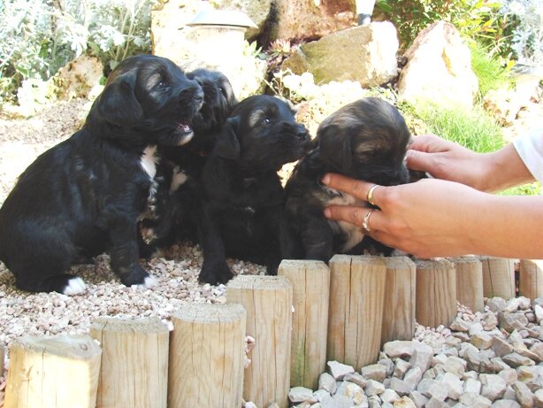 4 weeks old males of A litter.JPG