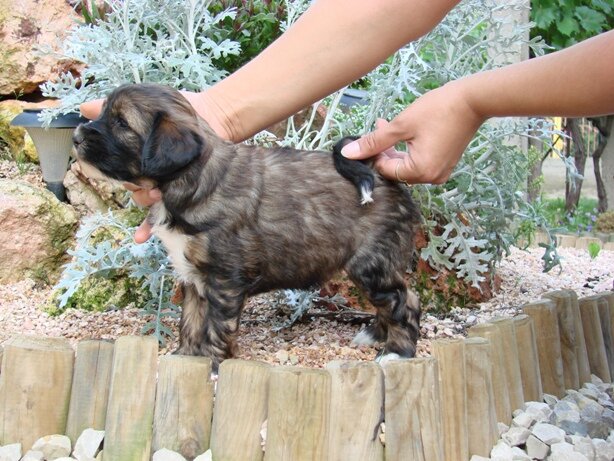 Apache Archer 5 weeks old male.JPG