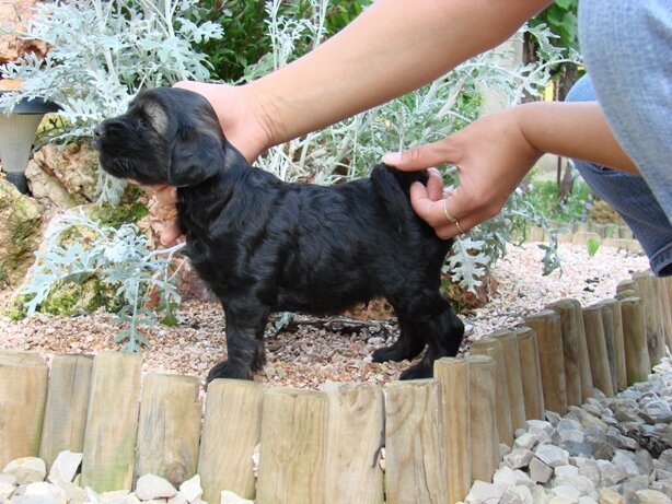 Arabian Lawrence 5 weeks old male.JPG