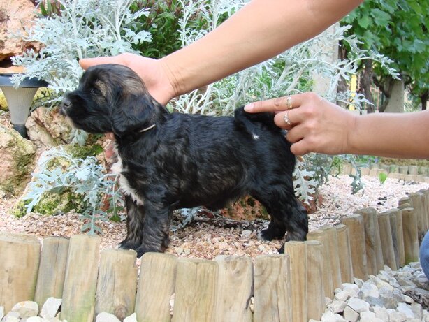 Autumn Colours 5 weeks old male.JPG