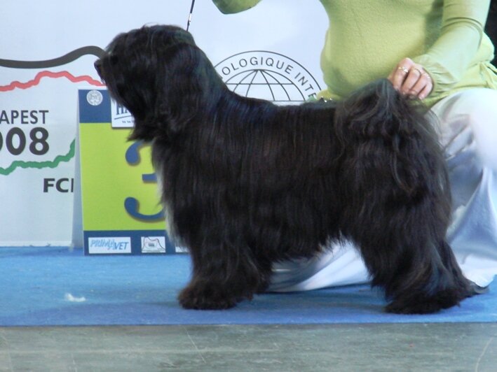 FotoEudogshow-3.JPG